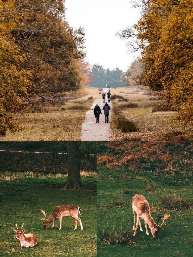 闖進童話！拉夫堡Bradgate Park小鹿公園