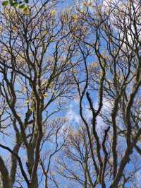 Explore the Auckland Botanic Garden This Spring