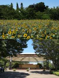 超級詳細的日本船橋市旅遊