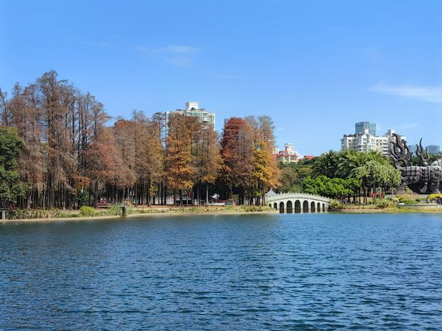 落羽杉