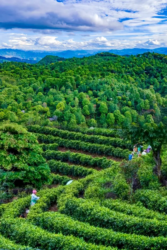 Mingyun Jingmai - World Heritage: Pu'er Jingmai Mountain Ancient Tea Forest Cultural Landscape