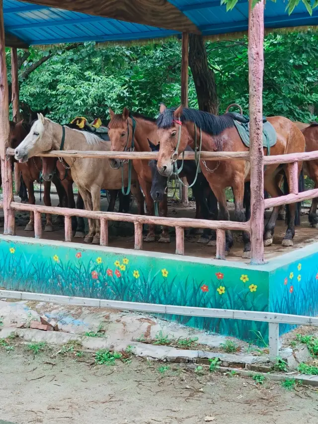 Wow, Qinling Wildlife Park, a dream paradise for animal lovers!