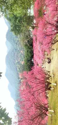 重慶｜紅岩上紅梅開
