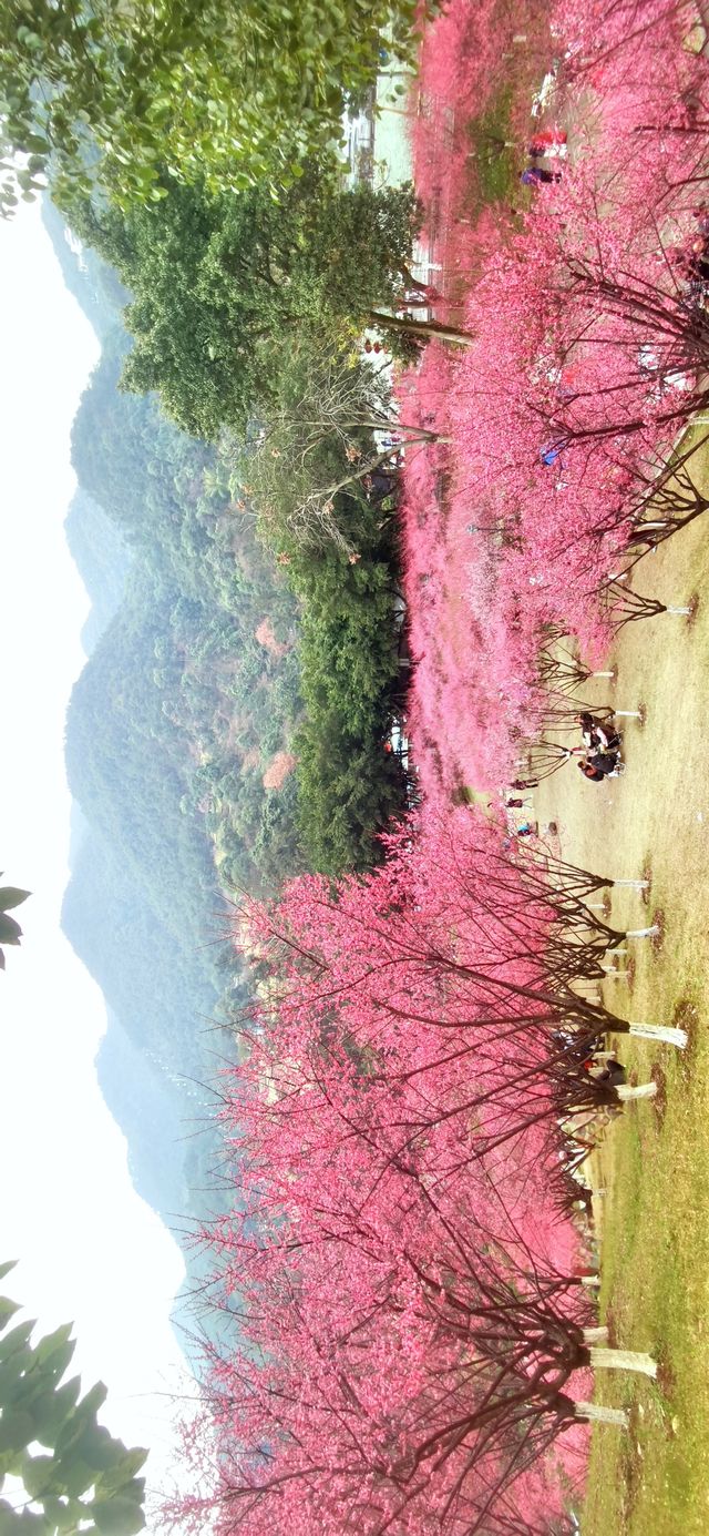 重慶｜紅岩上紅梅開