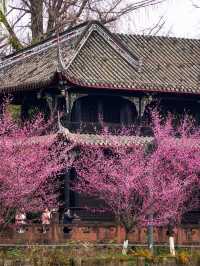 報～ 望江樓公園的梅花已到最佳觀賞期！