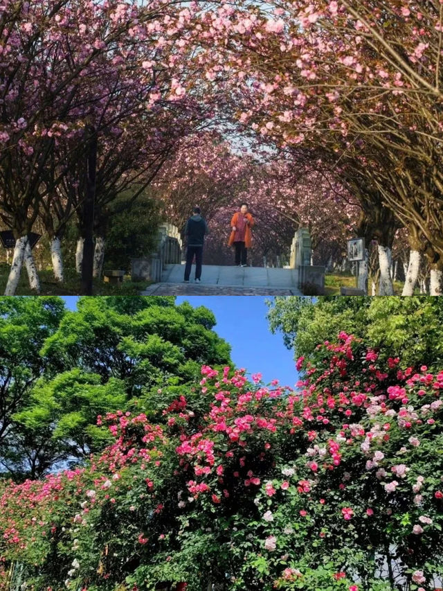 南昌春日賞花全攻略！花期地圖請查收