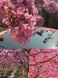 江門新會綠美生態園紫風鈴賞花攻略