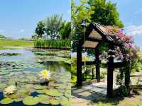探秘日本草津市立水生植物公園「水之森」，邂逅夢幻自然之境