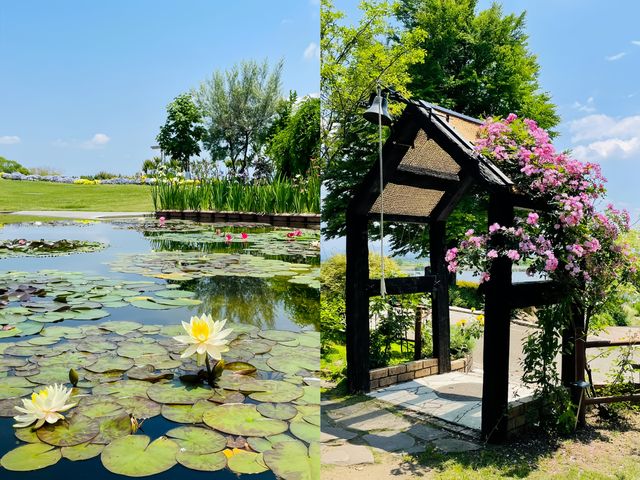 探秘日本草津市立水生植物公園「水之森」，邂逅夢幻自然之境