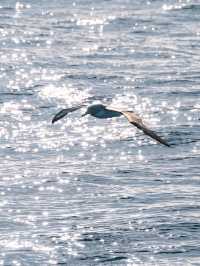 Kaikoura：Heaven for whale-watching