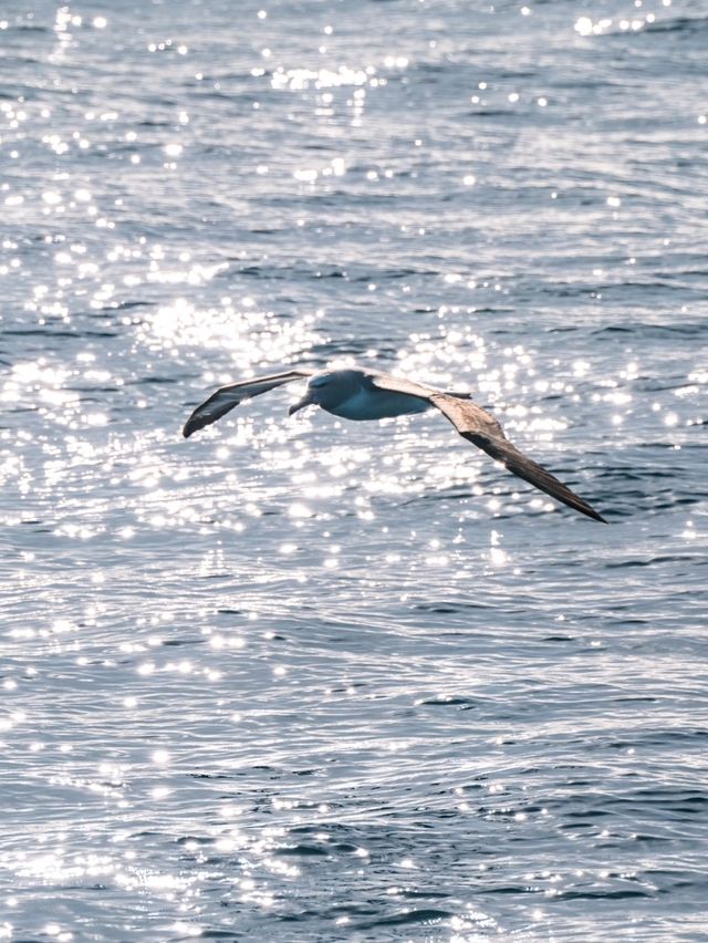 Kaikoura：Heaven for whale-watching