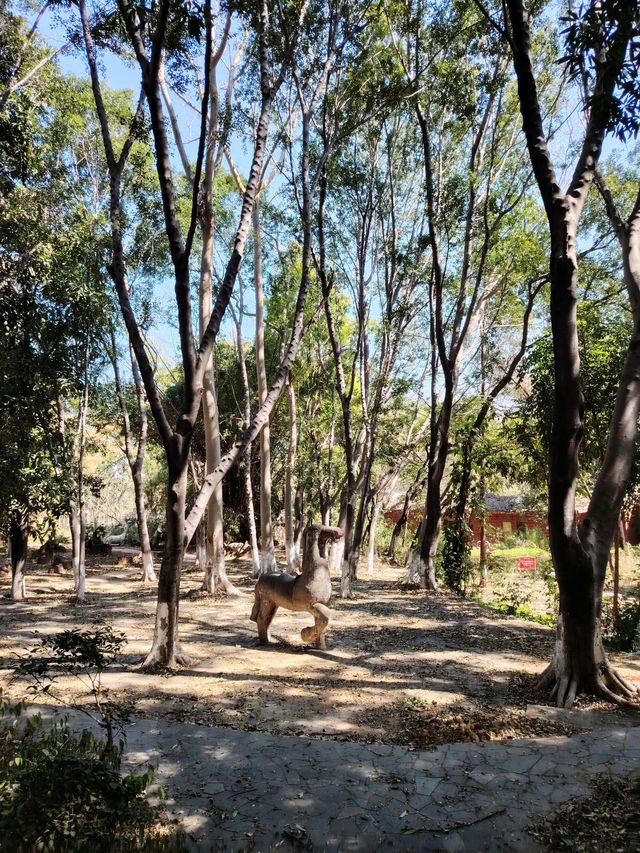 漫步冬日暖陽下的攀枝花公園