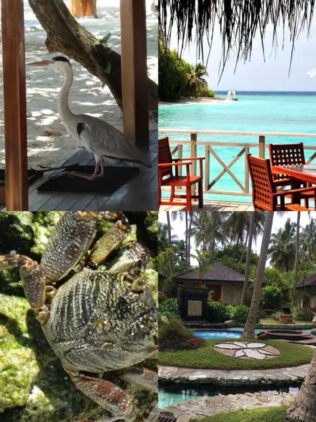 馬爾代夫班多士島兩天旅遊攻略