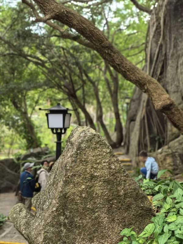 Experience the Beauty of Yalong Bay Tropical Paradise Forest Park