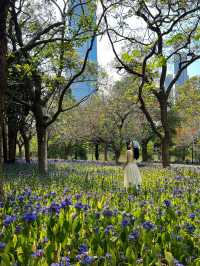 《筆架山公園的紫色奇蹟》