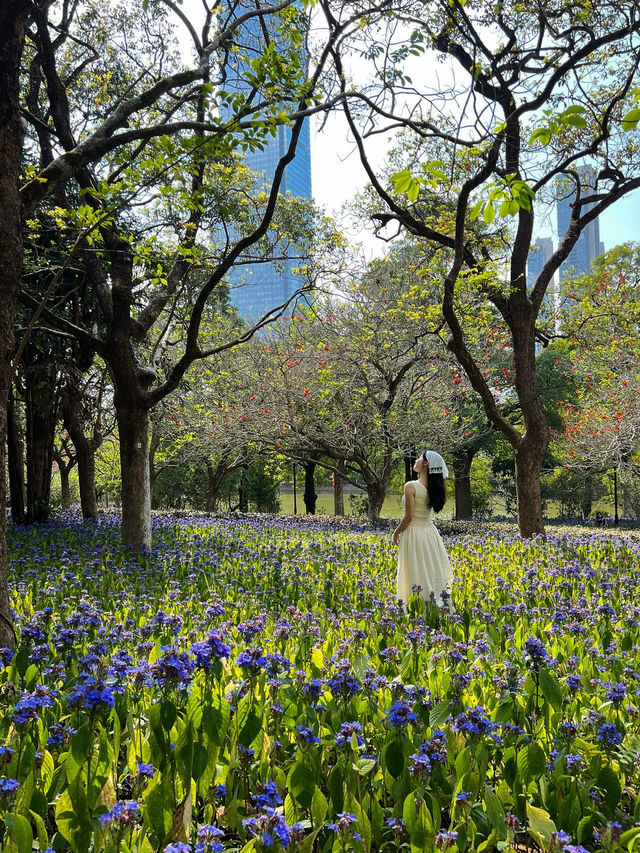 《筆架山公園的紫色奇蹟》
