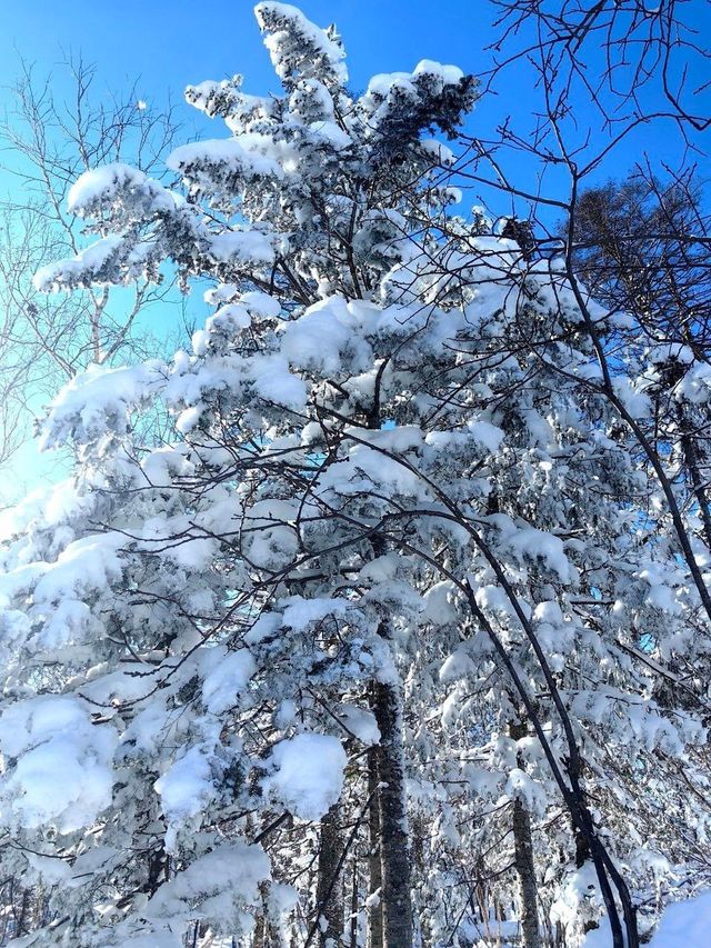 3日哈爾濱-雪鄉之旅 泡溫泉·賞雪景全攻略