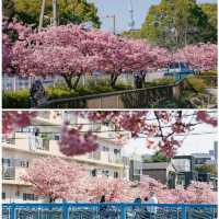 🌸東京限定！大橫川親水公園的爛漫櫻雪