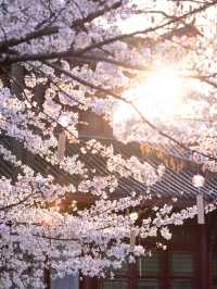 武漢堤角公園櫻花🌸高性價比賞櫻勝地