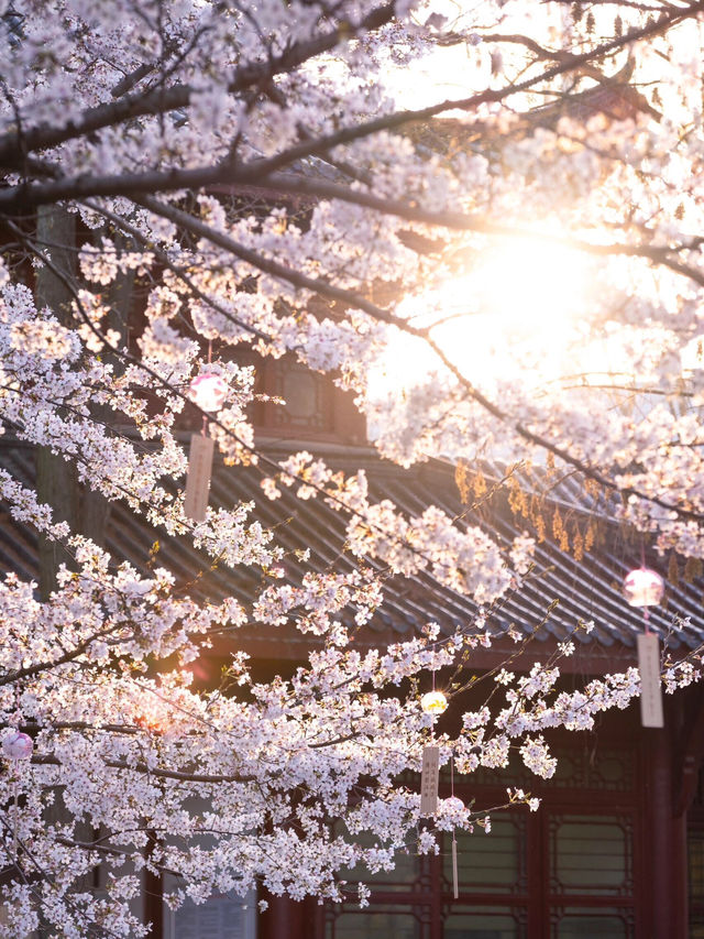 武漢堤角公園櫻花🌸高性價比賞櫻勝地