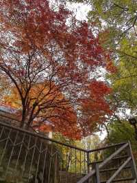 想在西安賞花觀樹？來紡織公園就對了