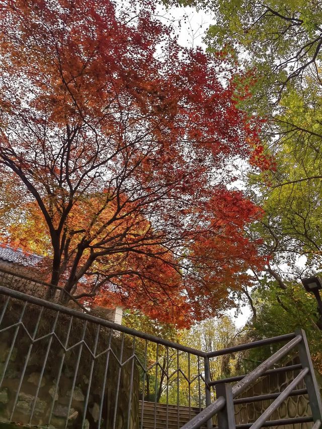 想在西安賞花觀樹？來紡織公園就對了