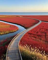 盤錦2日遊 | 遼河口紅灘綠葦，在濕地秘境邂逅「天下奇觀」