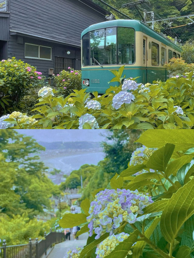 春日繡球花地圖：鎌倉篇