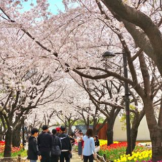 Korea · Gimhae | Gimhae City Park—A Green Sanctuary in the City!