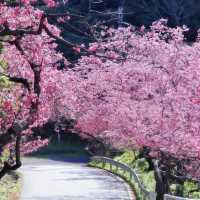私藏賞櫻秘境🌸沖繩八重岳早櫻，美到失語