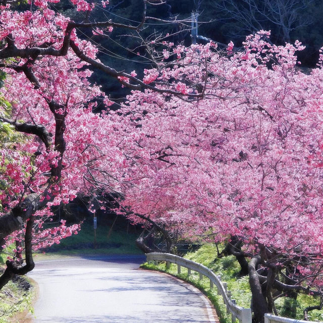 私藏賞櫻秘境🌸沖繩八重岳早櫻，美到失語