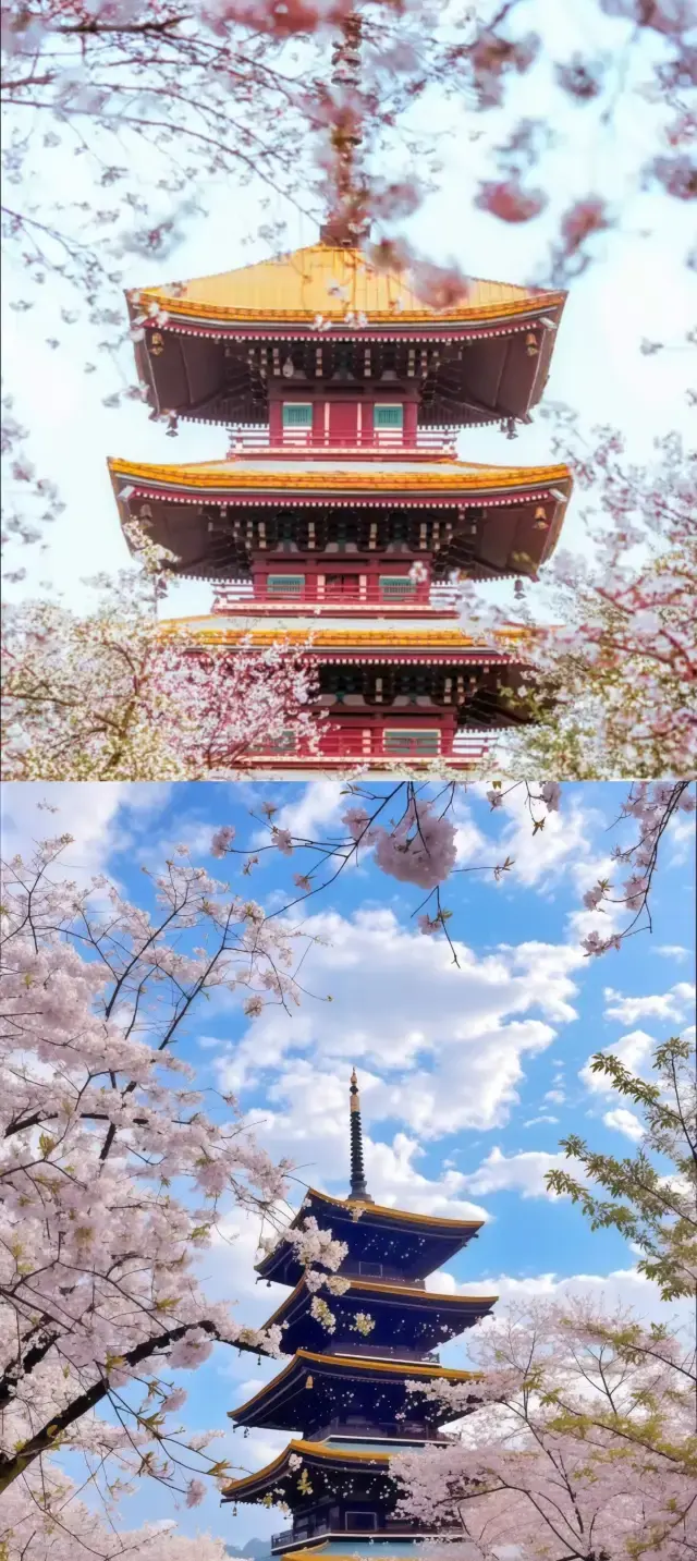 2025년 우한 벚꽃놀이 필독 가이드