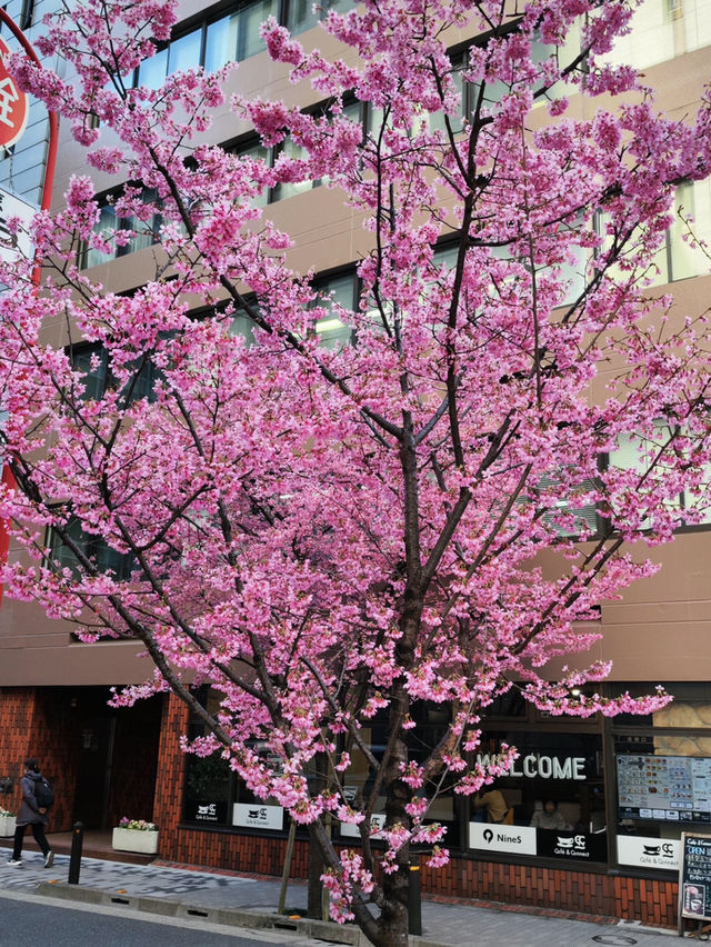 🌸日本橋三越 | 浪漫櫻花已盛大開幕