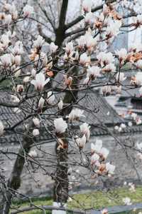 99%寧波人不知道中山公園這個窗景太好拍了