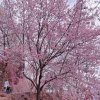 🌸藏在雲林古坑的春日浪漫密境！青山坪咖啡農場