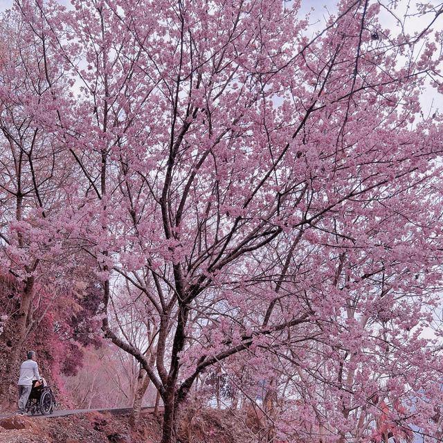 🌸藏在雲林古坑的春日浪漫密境！青山坪咖啡農場