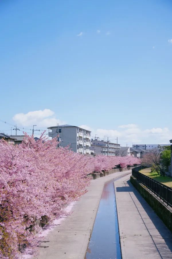 Discover the Cherry Blossom Sea in Kyoto with Direct Metro Access!