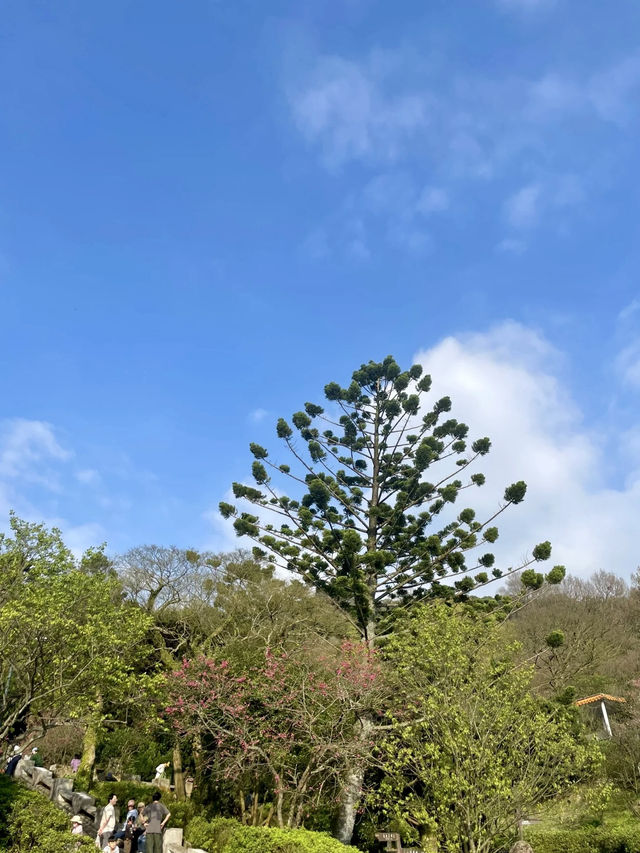 春櫻綻放，雲霧陽明