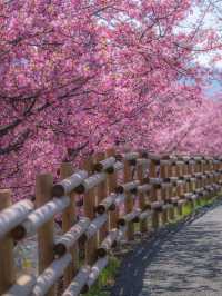 奈良賞櫻全攻略：古都春日與鹿共舞的櫻花物語！