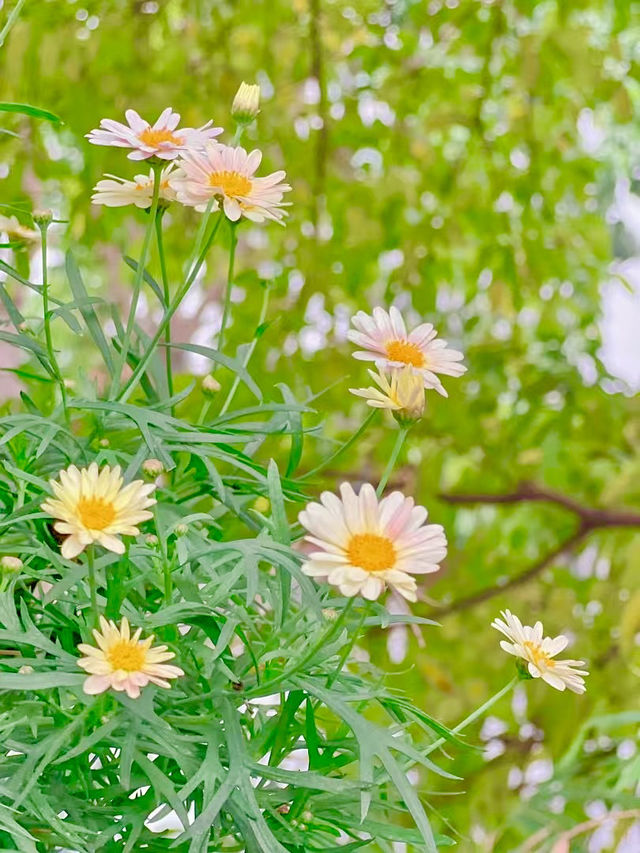 Springtime in Guangzhou: Cats & Blossoms in Zhujiang Park