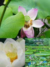 日本草津市立水生植物園 | 水之森的夢幻之旅