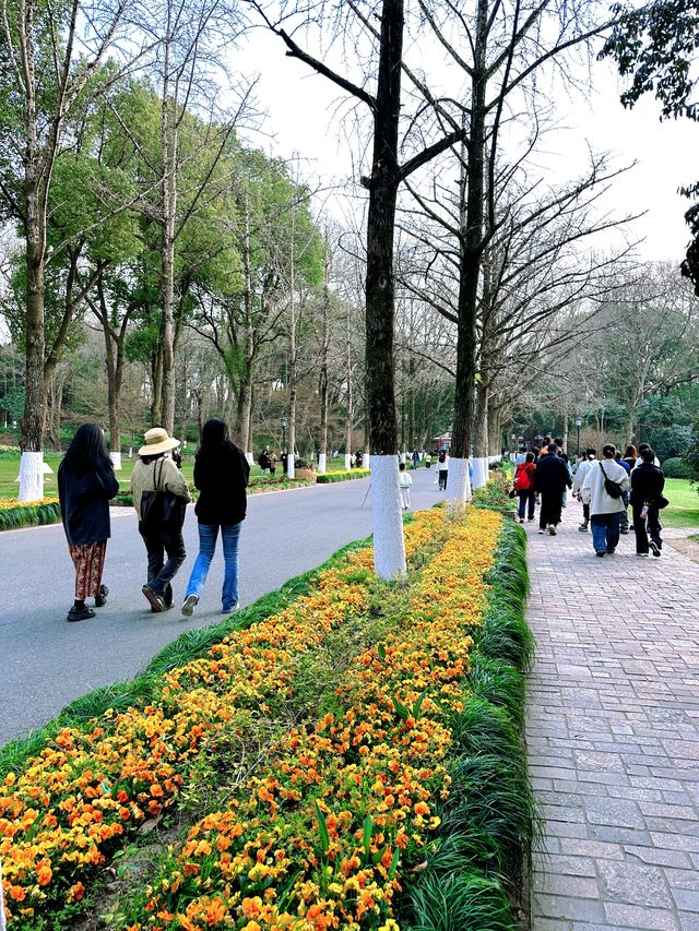 「春遊必去！南京觀音門櫻花盛宴等你來」