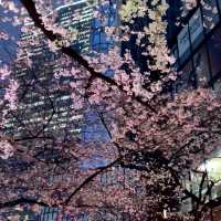 被澀谷夜櫻美到失語，東京限定浪漫
