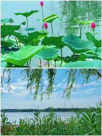 吉林賞荷花 | 3月，‌淨月潭國家森林公園的荷花來場約會