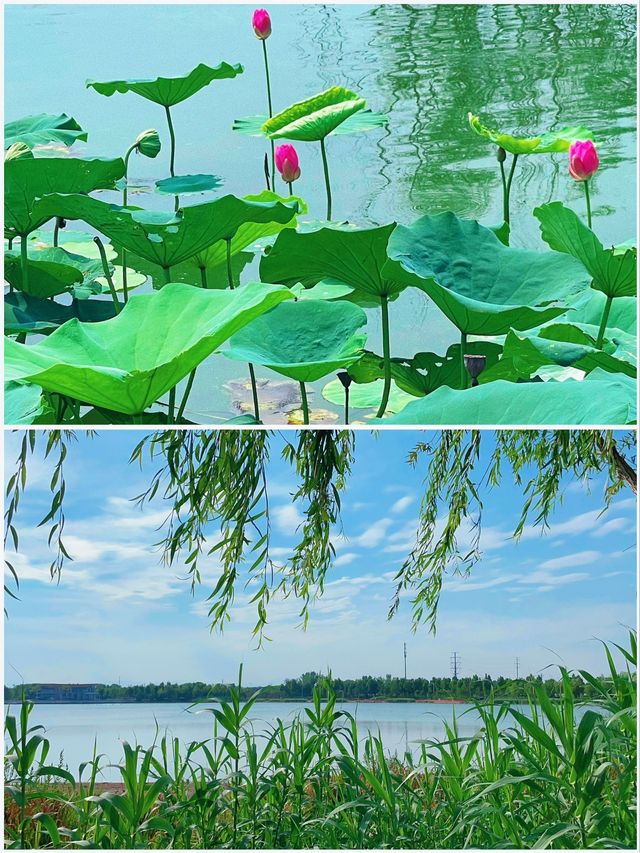 吉林賞荷花 | 3月，‌淨月潭國家森林公園的荷花來場約會