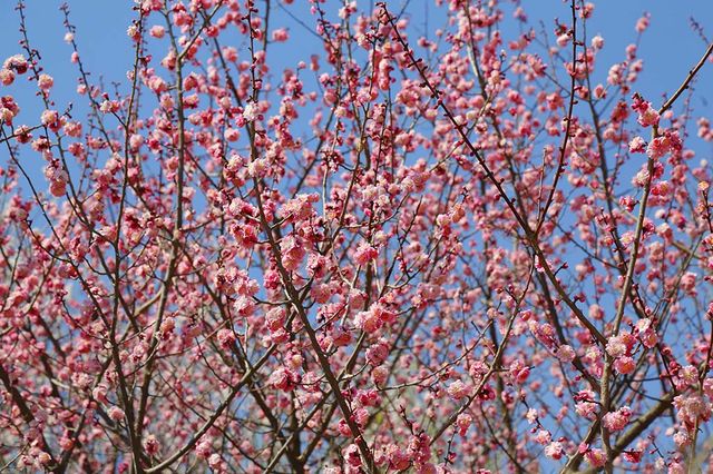 煙台龍口3-5月賞花攻略