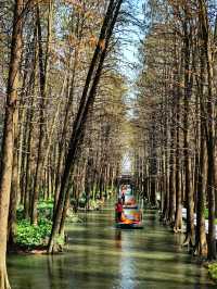 江蘇旅行 | 李中水上森林公園旅遊攻略