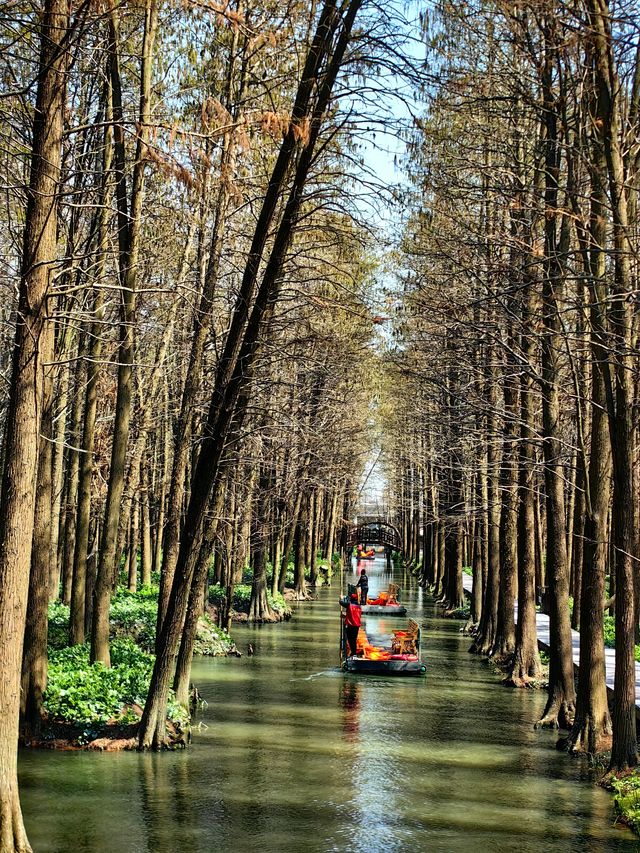 江蘇旅行 | 李中水上森林公園旅遊攻略
