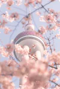 2025上海春日賞花地圖（超詳細版。