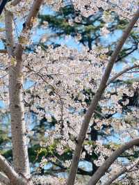 最美櫻花季｜唔使去東京，喺北京玉淵潭都有得睇